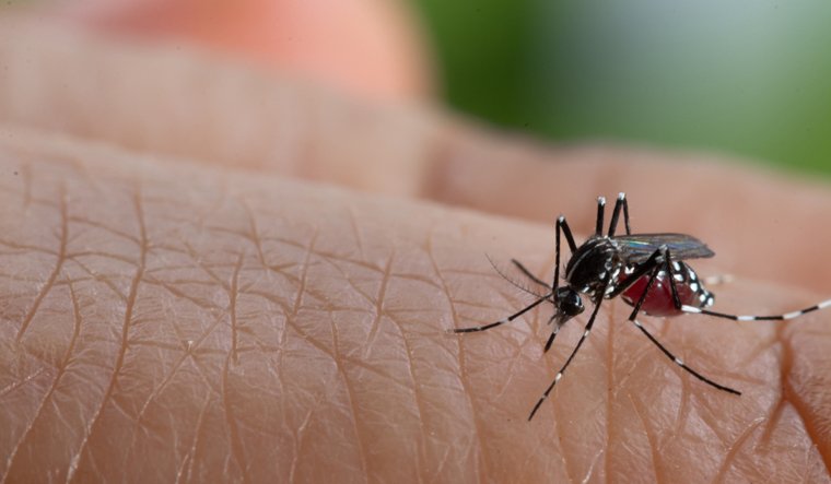 Rashtriya Jagrookta | डेंगू को लेकर रहें सतर्क, मच्छरों से करें अपना बचाव